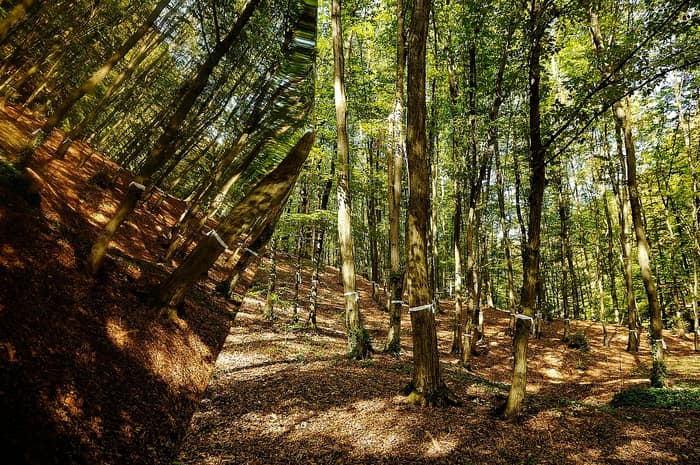 Gedenkpark Dotrščina, Blick zwischen den Bäumen